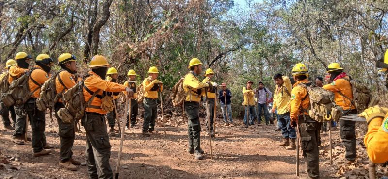Madero presente en la protección de nuestros bosques